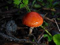 Leratiomyces ceres image