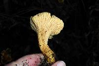 Cantharellus californicus image