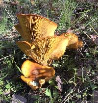 Omphalotus olivascens image