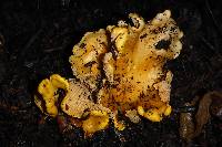 Cantharellus californicus image