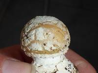 Amanita pantherina image