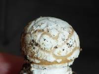 Amanita pantherina image