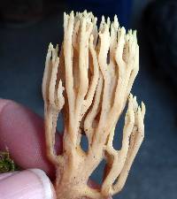 Ramaria stricta image