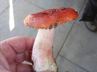 Russula sanguinaria image