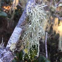 Ramalina leptocarpha image