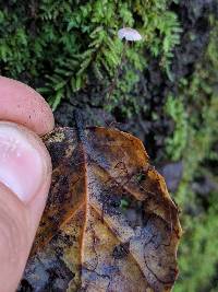 Marasmius quercophilus image