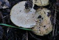 Lactarius alnicola image