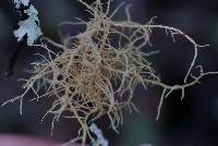 Usnea rubicunda image