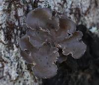 Sticta limbata image