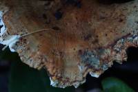 Trametes versicolor image