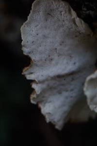 Trametes versicolor image