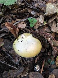 Amanita phalloides image