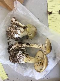 Amanita phalloides image