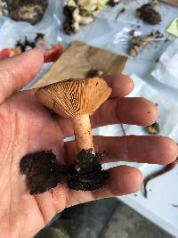 Lactarius xanthogalactus image