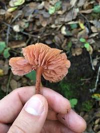 Laccaria laccata image