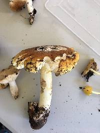 Amanita calyptroderma image