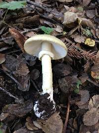 Amanita phalloides image