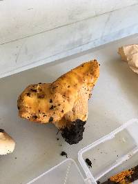 Cantharellus californicus image