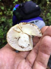 Amanita phalloides image