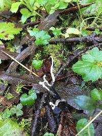 Xylaria hypoxylon image