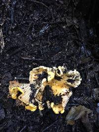 Cantharellus californicus image