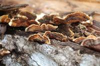 Trametes versicolor image