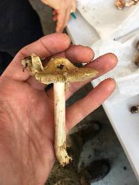 Inocybe sororia image