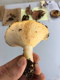 Lactarius alnicola image