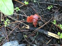 Leratiomyces ceres image