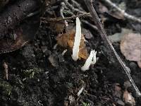 Clavaria fragilis image