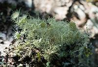 Usnea intermedia image