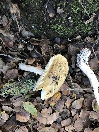 Amanita phalloides image