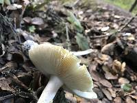 Amanita phalloides image