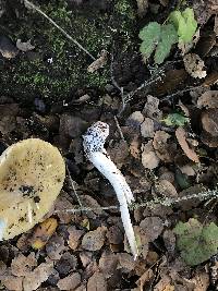 Amanita phalloides image