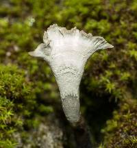 Xylaria hypoxylon image