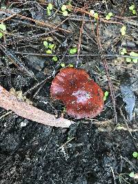 Leratiomyces ceres image