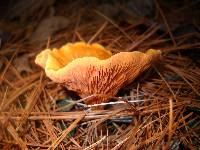 Hygrophoropsis aurantiaca image