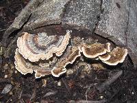 Trametes versicolor image