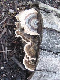 Trametes versicolor image