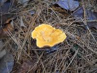 Hygrophoropsis aurantiaca image