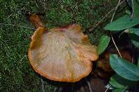 Omphalotus olivascens image