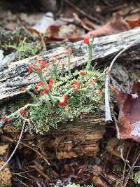 Cladonia cristatella image