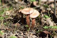 Laccaria amethysteo-occidentalis image