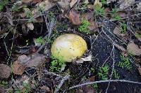 Amanita phalloides image