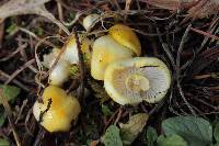 Hygrophorus chrysodon image