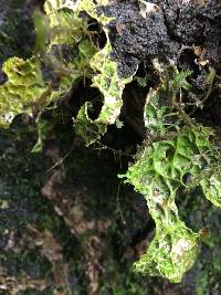 Lobaria pulmonaria image