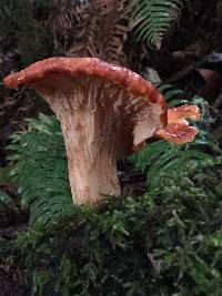 Gomphus floccosus image