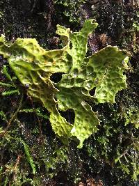 Lobaria pulmonaria image