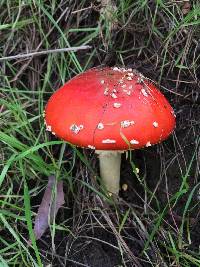 Amanita muscaria image