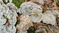 Trametes versicolor image